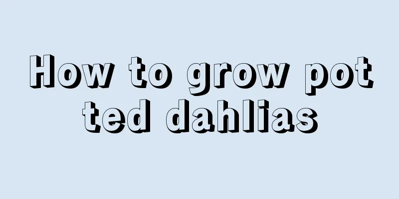 How to grow potted dahlias