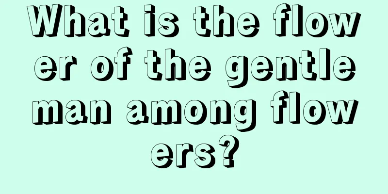 What is the flower of the gentleman among flowers?