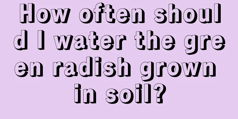 How often should I water the green radish grown in soil?