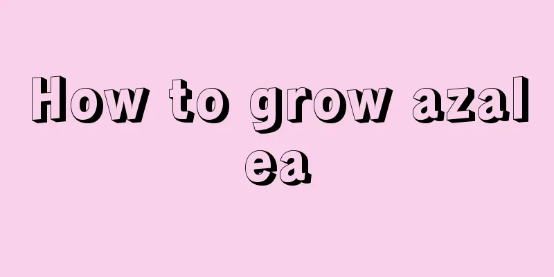 How to grow azalea