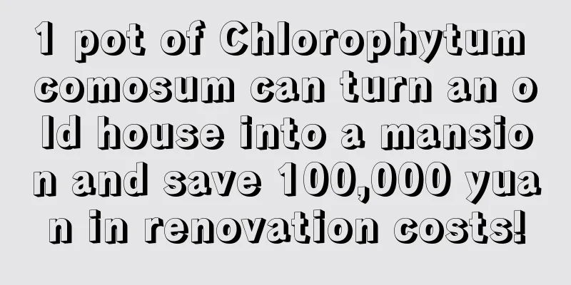 1 pot of Chlorophytum comosum can turn an old house into a mansion and save 100,000 yuan in renovation costs!