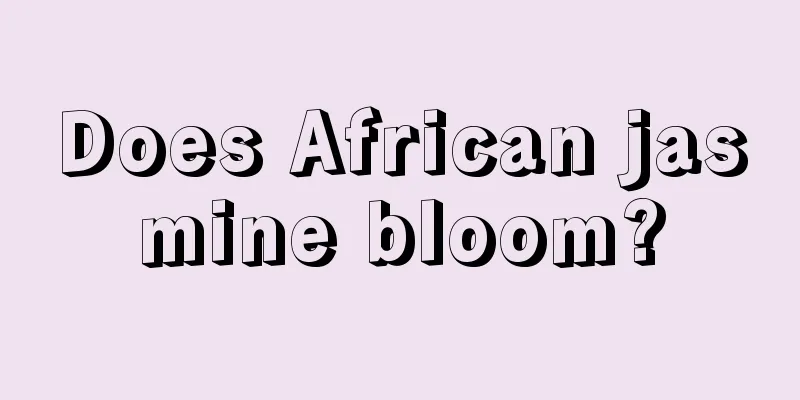 Does African jasmine bloom?