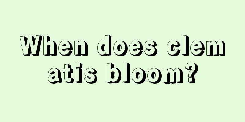 When does clematis bloom?