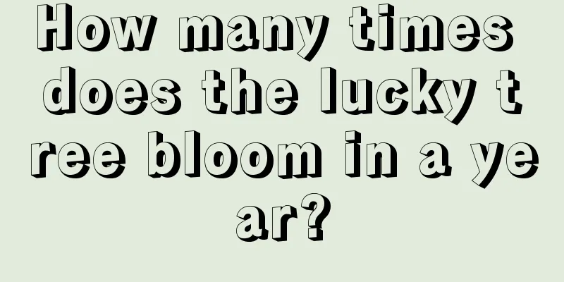 How many times does the lucky tree bloom in a year?