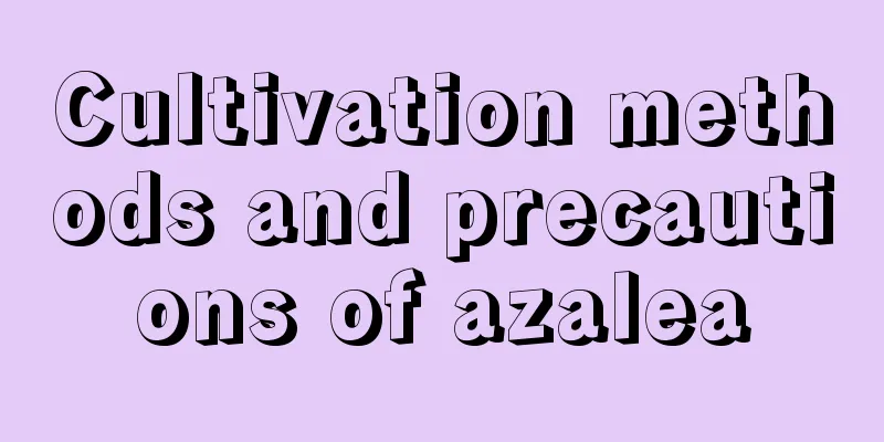 Cultivation methods and precautions of azalea