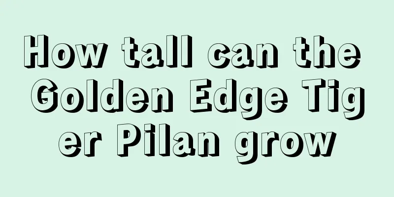 How tall can the Golden Edge Tiger Pilan grow