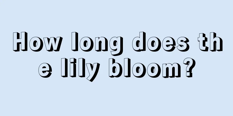 How long does the lily bloom?