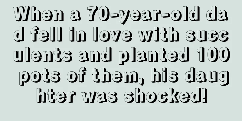 When a 70-year-old dad fell in love with succulents and planted 100 pots of them, his daughter was shocked!