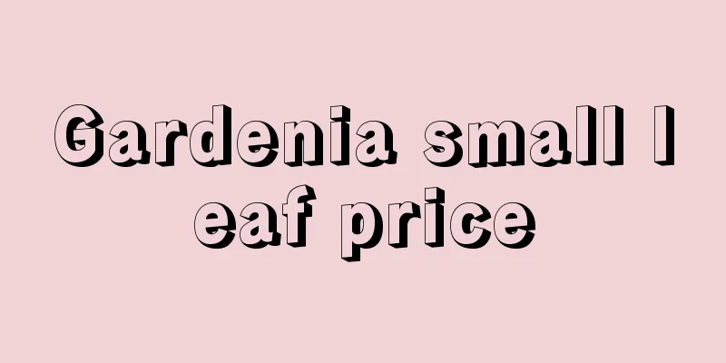 Gardenia small leaf price