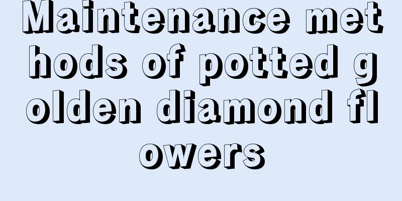 Maintenance methods of potted golden diamond flowers