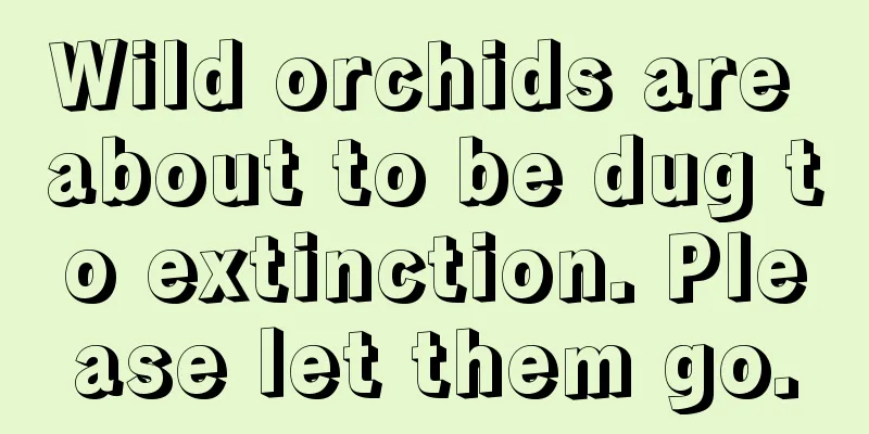 Wild orchids are about to be dug to extinction. Please let them go.