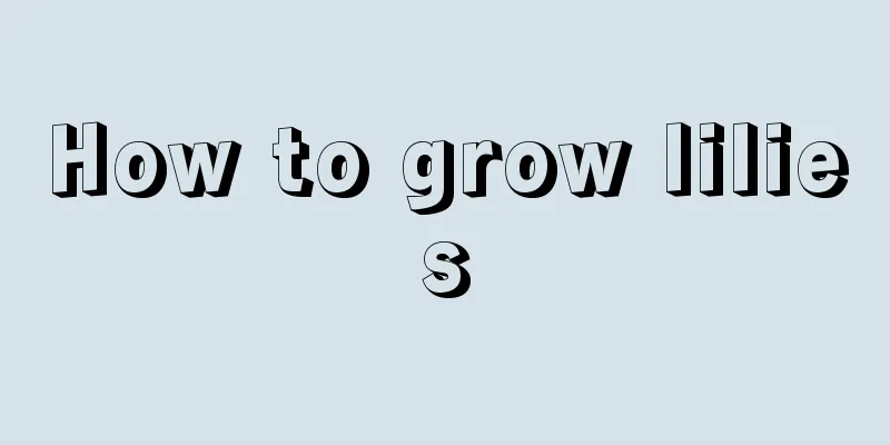 How to grow lilies