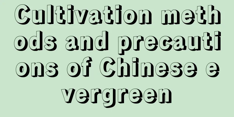 Cultivation methods and precautions of Chinese evergreen