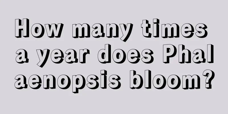 How many times a year does Phalaenopsis bloom?