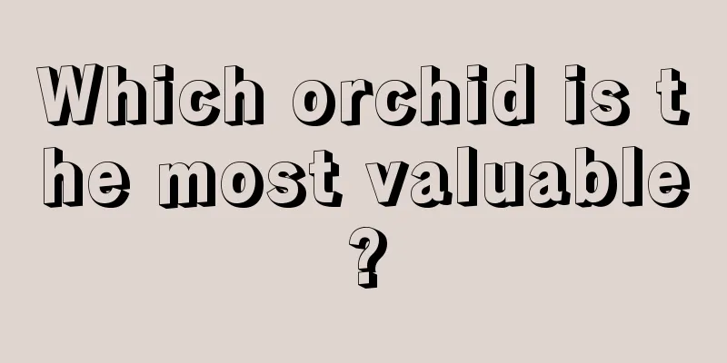 Which orchid is the most valuable?