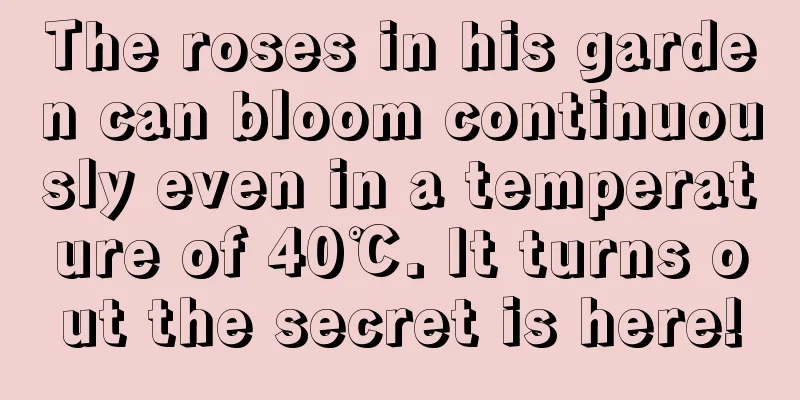 The roses in his garden can bloom continuously even in a temperature of 40℃. It turns out the secret is here!