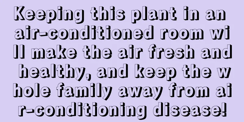 Keeping this plant in an air-conditioned room will make the air fresh and healthy, and keep the whole family away from air-conditioning disease!