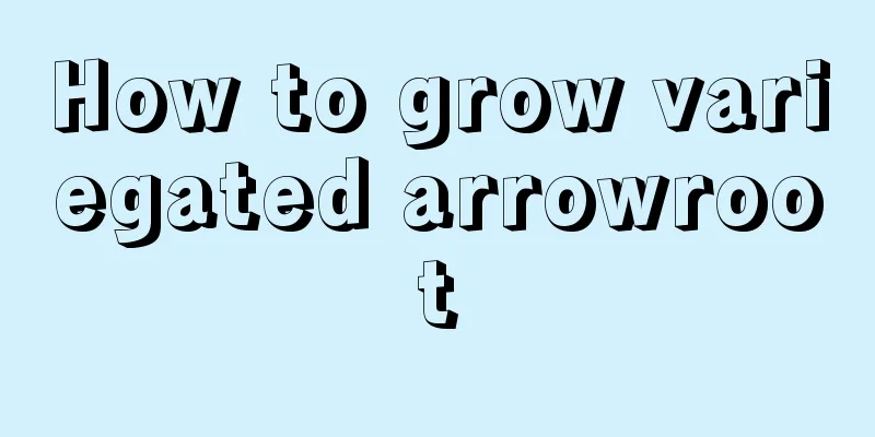 How to grow variegated arrowroot