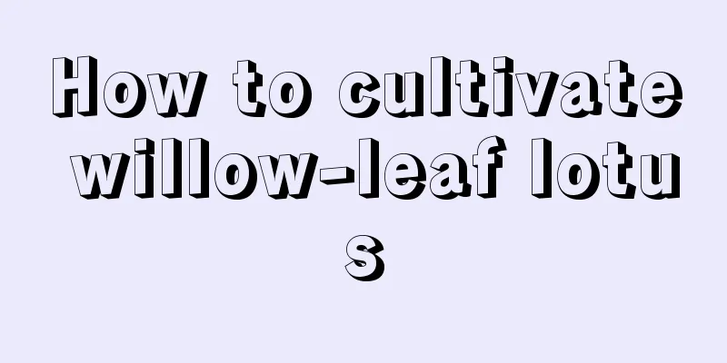 How to cultivate willow-leaf lotus