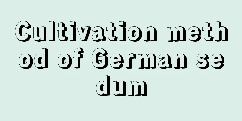 Cultivation method of German sedum