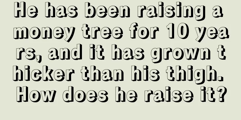 He has been raising a money tree for 10 years, and it has grown thicker than his thigh. How does he raise it?