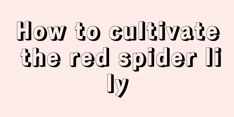 How to cultivate the red spider lily