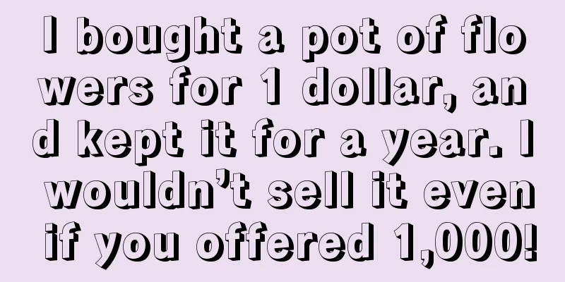 I bought a pot of flowers for 1 dollar, and kept it for a year. I wouldn’t sell it even if you offered 1,000!