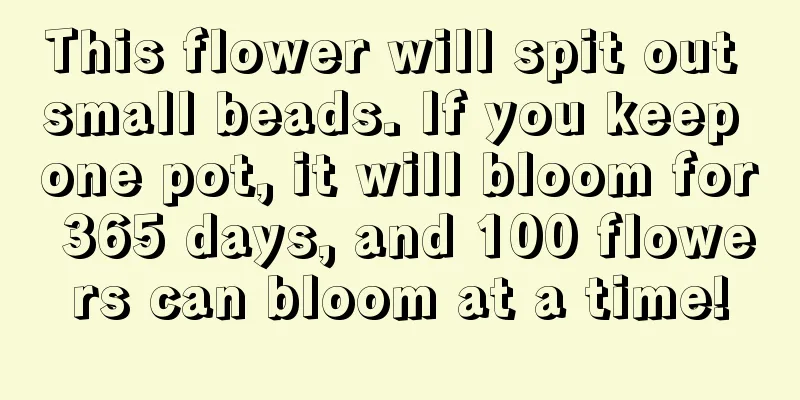 This flower will spit out small beads. If you keep one pot, it will bloom for 365 days, and 100 flowers can bloom at a time!