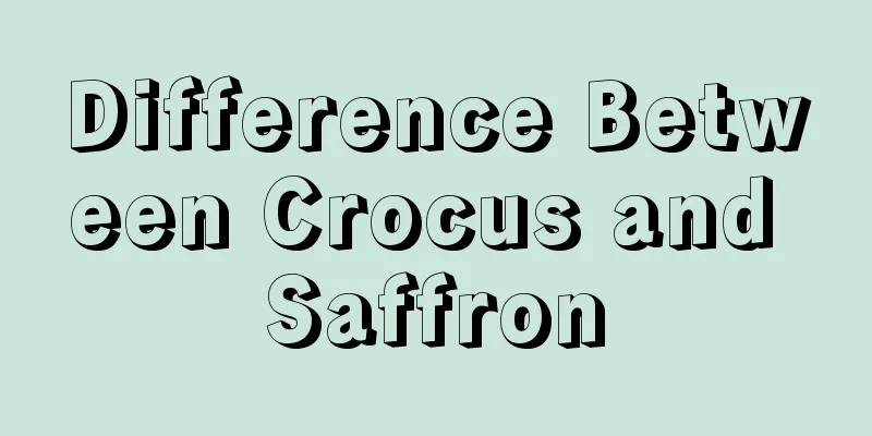 Difference Between Crocus and Saffron