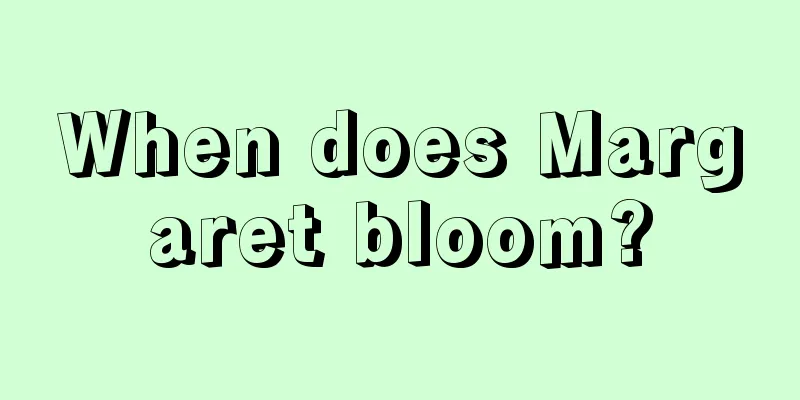 When does Margaret bloom?