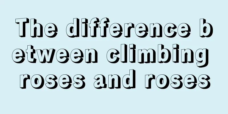 The difference between climbing roses and roses