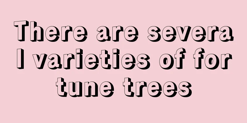 There are several varieties of fortune trees