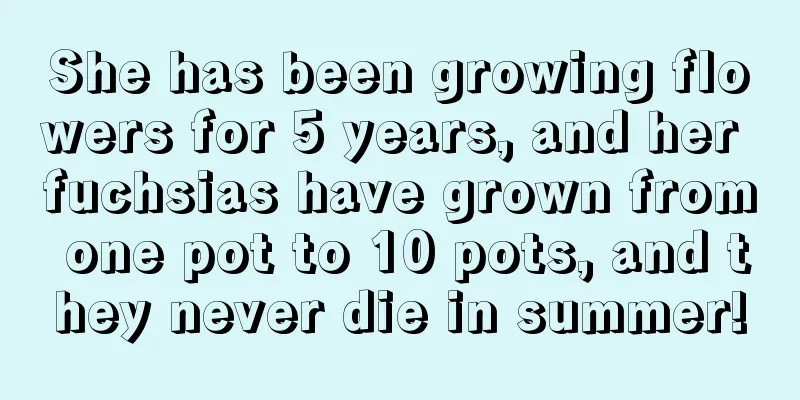 She has been growing flowers for 5 years, and her fuchsias have grown from one pot to 10 pots, and they never die in summer!