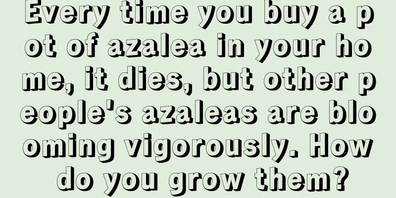 Every time you buy a pot of azalea in your home, it dies, but other people's azaleas are blooming vigorously. How do you grow them?