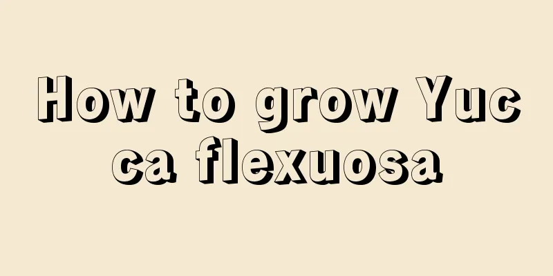 How to grow Yucca flexuosa