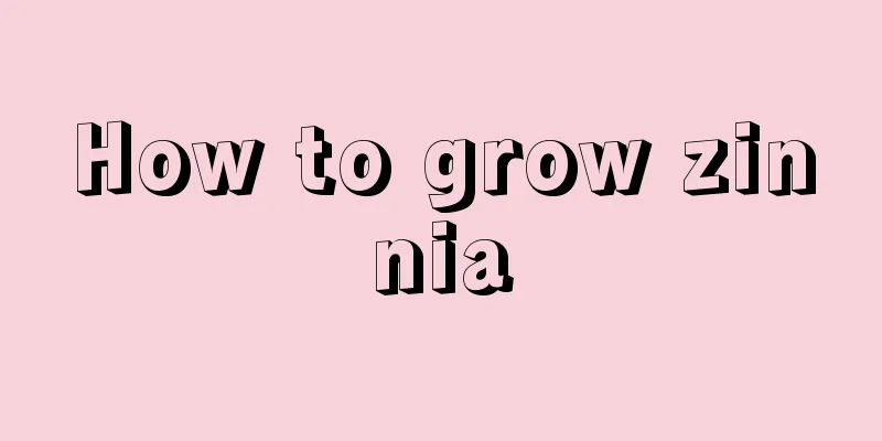 How to grow zinnia