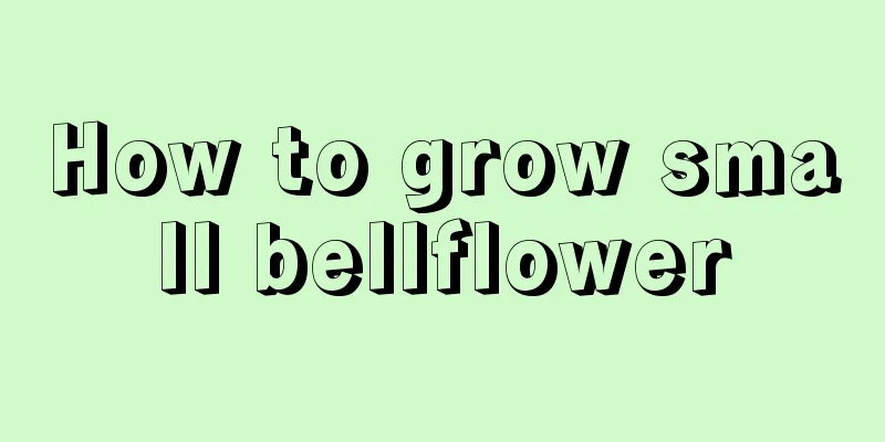 How to grow small bellflower