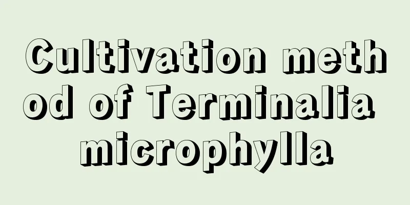 Cultivation method of Terminalia microphylla