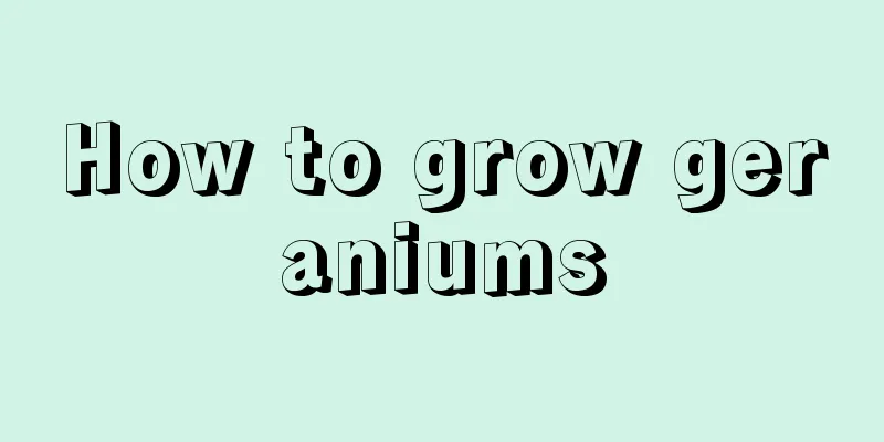 How to grow geraniums