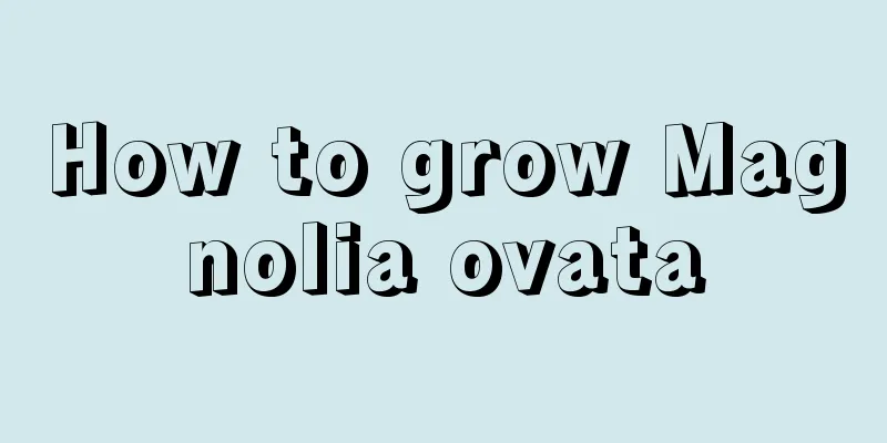 How to grow Magnolia ovata