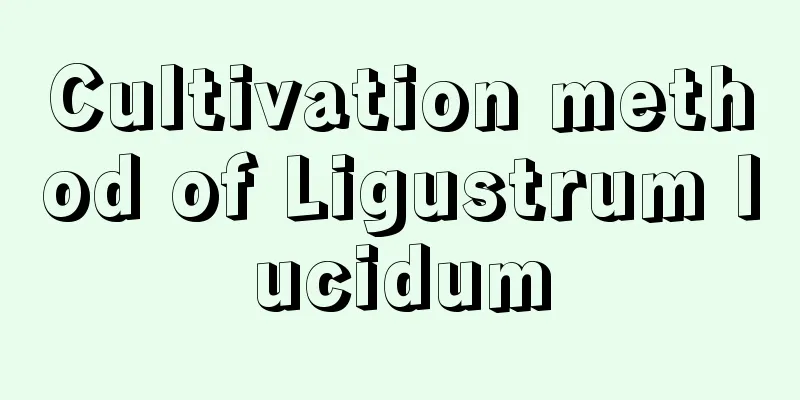 Cultivation method of Ligustrum lucidum