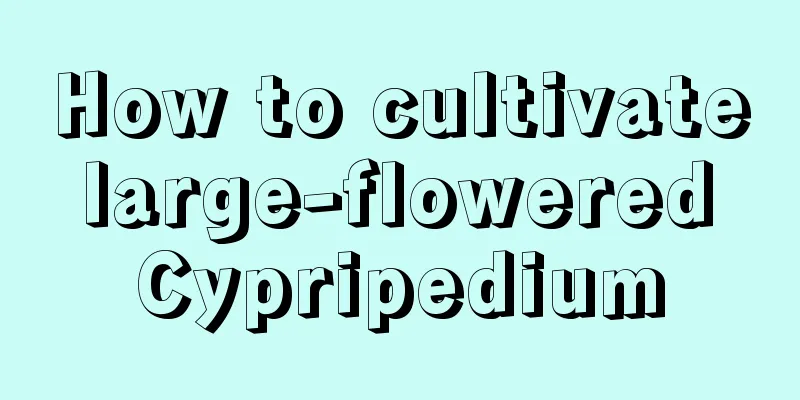 How to cultivate large-flowered Cypripedium