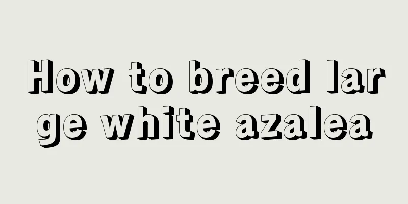 How to breed large white azalea