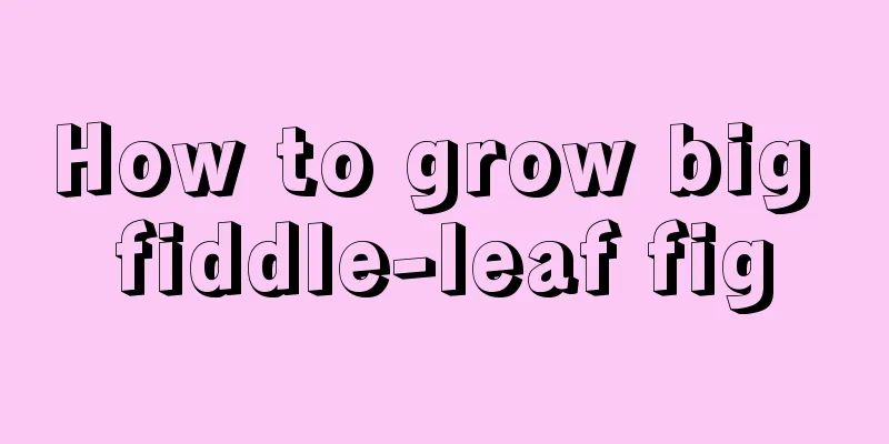 How to grow big fiddle-leaf fig