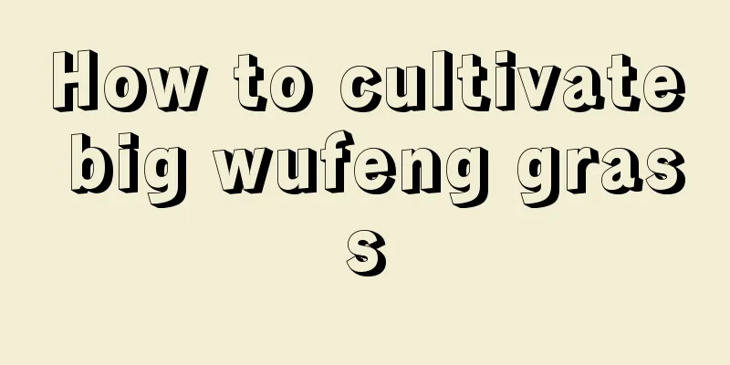 How to cultivate big wufeng grass