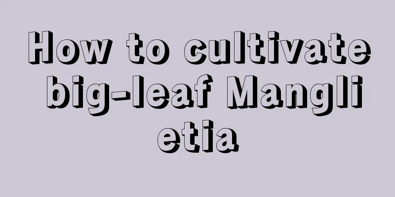 How to cultivate big-leaf Manglietia