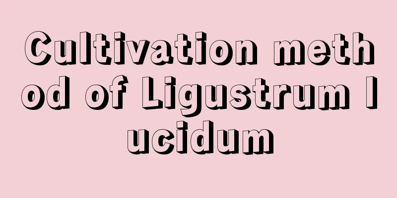 Cultivation method of Ligustrum lucidum