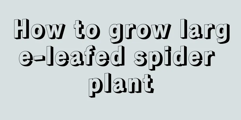 How to grow large-leafed spider plant