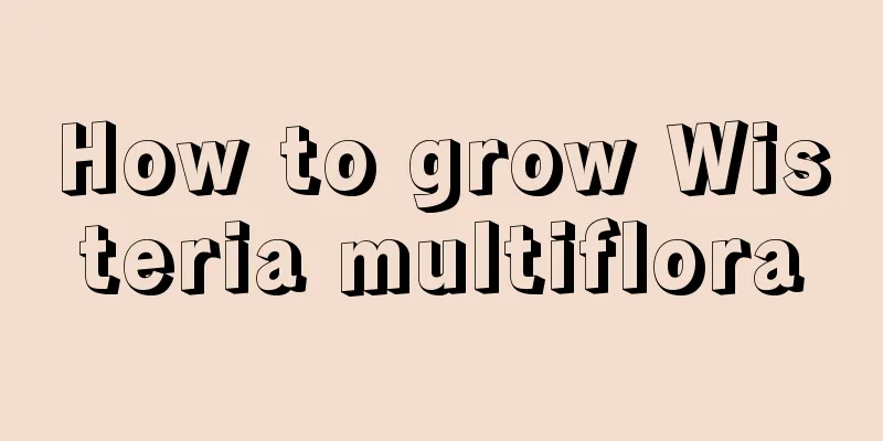 How to grow Wisteria multiflora