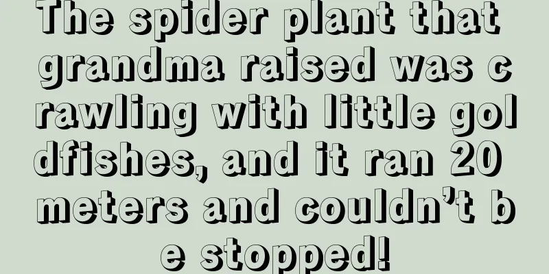 The spider plant that grandma raised was crawling with little goldfishes, and it ran 20 meters and couldn’t be stopped!